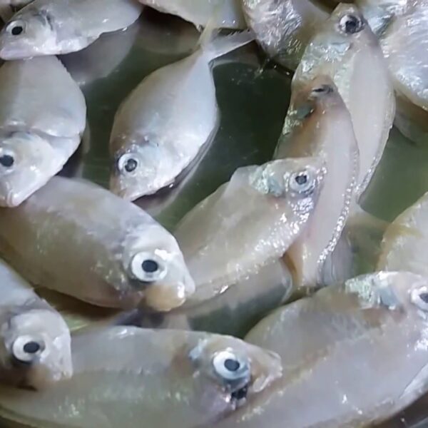 Sudumbu Fish (Indian Flathead)