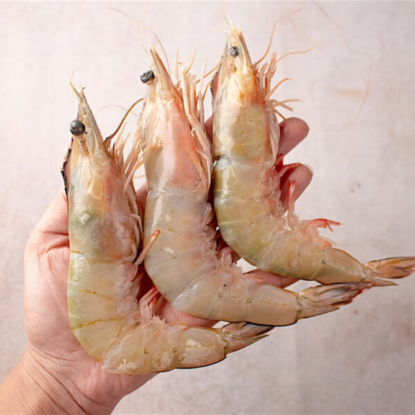 Sea White Prawns-Big